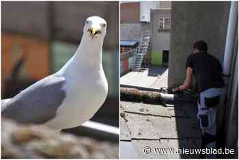 Meeuwen veroorzaken kopzorgen aan de kust, gemeenten grijpen naar maatregelen: “Avondophaling is voorlopig het enige wat overlast vermindert”