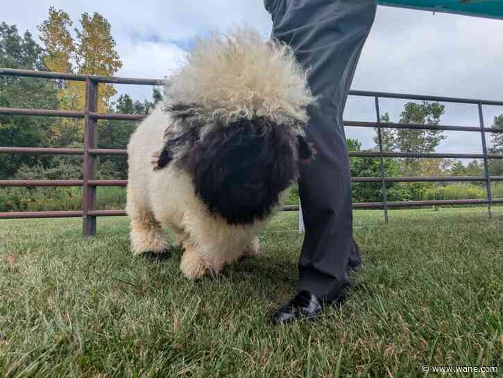 Crafts, cows and more: Christmas on the Farm