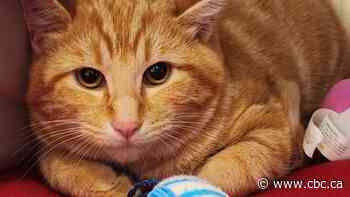 Feeding stray cats may do more harm than good, B.C. SPCA says