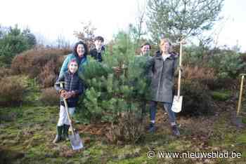 Uurtje helpen in ruil voor een kerstboom: 240 mensen zagen eigen boompje om in Nationaal Park Hoge Kempen