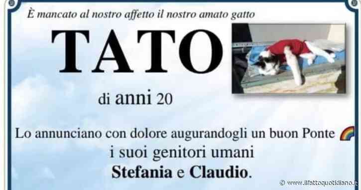No al manifesto funebre per il gatto morto: il Comune blocca l’iniziativa per “ragioni amministrative”. I proprietari del micio aggirano l’ostacolo
