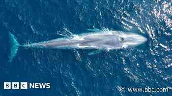 How citizen scientists are uncovering the secret lives of blue whales