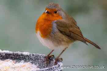 Gardeners given urgent warning if they spot robins this winter