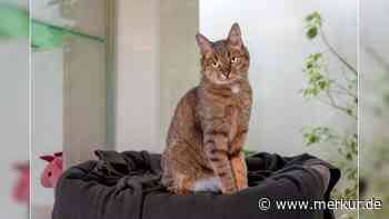 „Teilt sich gerne lautstark mit“: Taube Katze Wanka sucht Zuhause