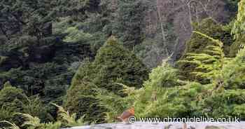 I visited the Northumberland manor house where 'spirits of the forest' have taken over Christmas