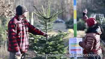Künstlicher Weihnachtsbaum oder Natur? Die überraschenden Zahlen einer YouGov-Studie