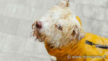 Passeggiate con il cane quando piove: consigli, benefici e precauzioni