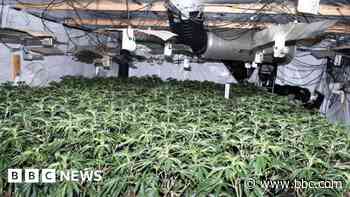 Almost 1,800 cannabis plants found in warehouse