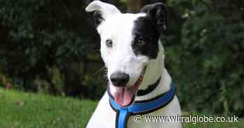 Wirral Globe dog of the week: 'Amazing' Walter needs you