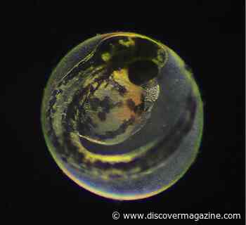 Fish Embryos Chemically Communicate When They Are Ready To Be Born
