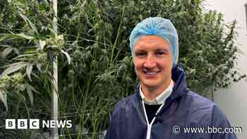 Inside the 'secret' £10m medicinal cannabis factory