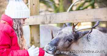 Kielder Winter Wonderland cancelled again this Sunday due to damage caused by Storm Darragh