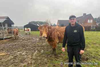 Pasgeboren kalf gedood en deels opgegeten: “Het werk van een wolf of toch niet?”