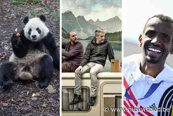 Afscheid van de reuzenpanda’s, de Ha! van Humo en de Vlaamse Sportjuwelen: dit staat volgende week op de agenda