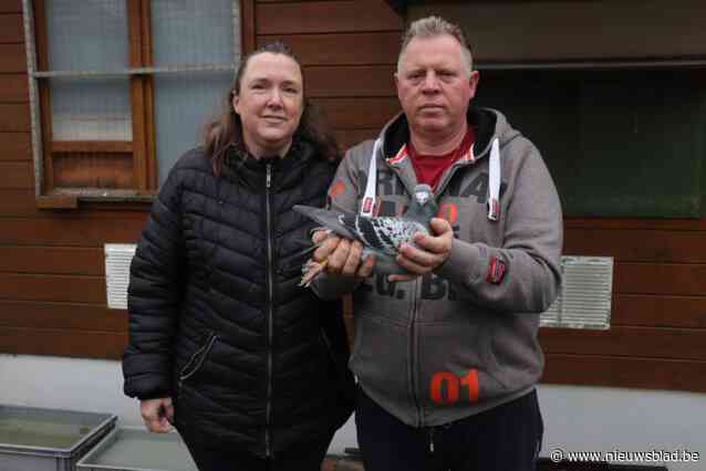 Duivenmelkers Koen (51) en Kelly (44) na vier jaar herenigd met gestolen prijsduiven: “Regelmatig verdwenen er duiven, dus ben ik gestopt”