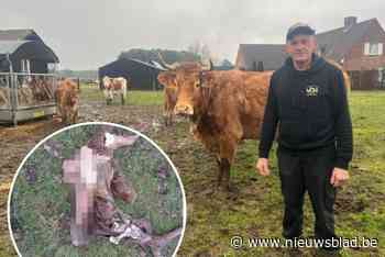 Pasgeboren kalf gedood, opengereten en deels opgegeten: “Het werk van een wolf, of toch niet?”