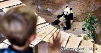Miljoenen euro's van Ouwehands naar China, maar die gebruikt pandagelden voor wegen en huizen
