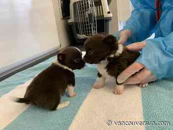 B.C. SPCA seizes 59 dogs, 14 exotic birds from 'irresponsible' breeder in Quesnel