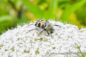 Naturserie: Diese Engerlinge helfen im Garten