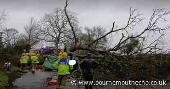 Two people saved from brush with death after tree crashed onto car