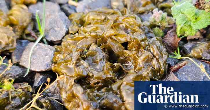 Country diary: The frosts are no match for this ancient survivor | Susie White