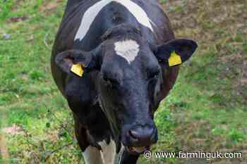 Single case of BSE confirmed on farm in Dumfries and Galloway