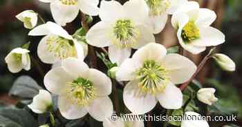 'Christmas Rose' will bring an early spring splash of colour to garden