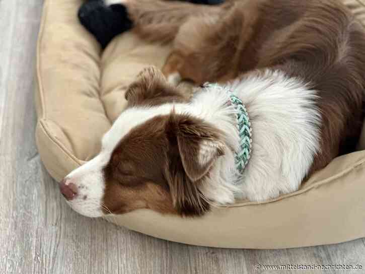 Bürohund: Die Vorteile für Teamgeist und Arbeitsatmosphäre