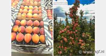 "Vorst in juli zegen voor Limpopo-appelen, maar ramp voor steenfruit"