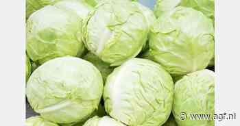 Prijzen witte kool in Oekraïne meer dan verdubbeld ten opzichte van vorig jaar