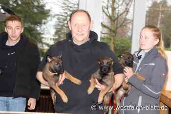 Welpen machen Karriere als Schutz- und Spürhund