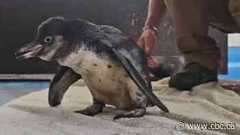 How a British penguin got her waddle back, thanks to the Toronto Zoo