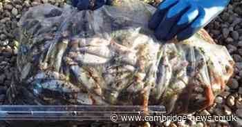 Water company fined after ‘deadly’ sewage spill may have contaminated local water supply