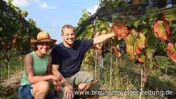 Gifhorn Weinbaupioniere überraschen mit erster Ernte