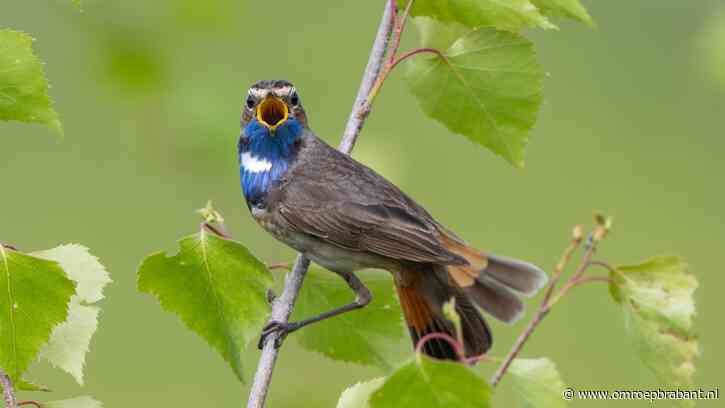 Regen brengt unieke vogels naar natuurgebied: 'Een geweldig jaar voor ons'