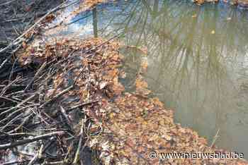 Beverdam ontdekt aan de Lachenebeek, Natuur en Bos houdt situatie in de gaten