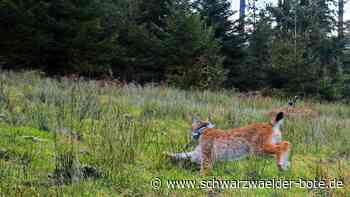 Luchs im Nordschwarzwald ausgewildert: Zweiter Versuch: Verena folgt auf Finja