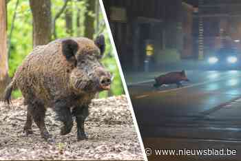 Loslopende everzwijnen zorgen na nieuwe drukjacht voor opschudding in Leopoldsburg