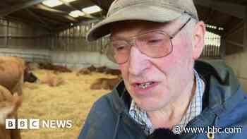 Nine cows killed as storm brings down power cable