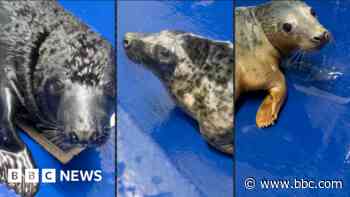 Three rescued seal pups cared for at sanctuary