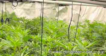 Man jailed after £89k cannabis factory found at Cambs house