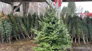 Ontario Christmas tree season in full swing