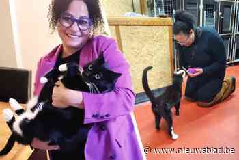 Maya roept op om katten te laten chippen: “Als Mailey niet gechipt was, had ik haar nooit teruggevonden”