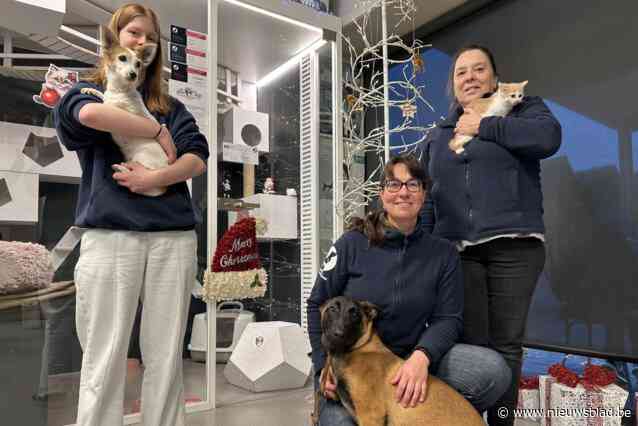 Dierenasiel de Leiestreek hoopt op mooiste kerstcadeau voor asieldieren: “Een warm mandje bij iemand thuis”