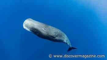Massive Brains and Appetites Make Sperm Whales Masters of the Deep