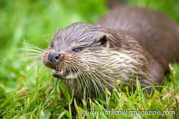 While Cute and Playful, River Otters Can Attack Humans