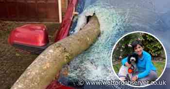 'Near-death experience' as tree smashes through car windscreen