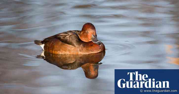 Country diary: A local rarity, a mug of hot chocolate in bird form | Lev Parikian