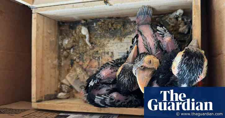 ‘It shouldn’t be that easy’: inside the illegal wildlife trade booming on social media