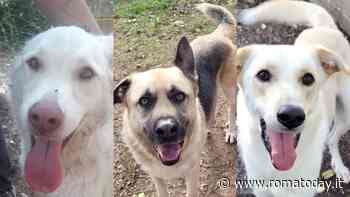 Adottare cani: i quatto zampe in cerca di una famiglia